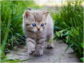 娱乐吃瓜酱给猫照相,猫咪写真集